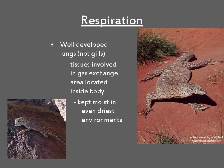 Respiration • Well developed lungs (not gills) – tissues involved in gas exchange area