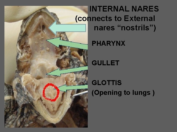 INTERNAL NARES (connects to External nares “nostrils”) PHARYNX GULLET GLOTTIS (Opening to lungs )