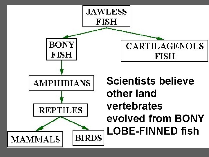 Scientists believe other land vertebrates evolved from BONY LOBE-FINNED fish 