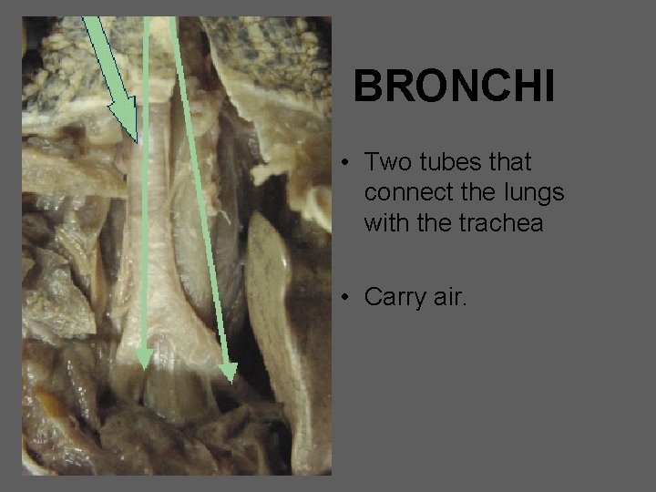 BRONCHI • Two tubes that connect the lungs with the trachea • Carry air.