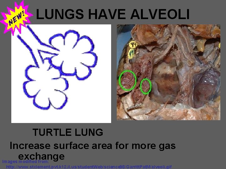LUNGS HAVE ALVEOLI TURTLE LUNG Increase surface area for more gas exchange Images modified