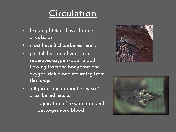 Circulation • like amphibians have double circulation • most have 3 chambered heart •