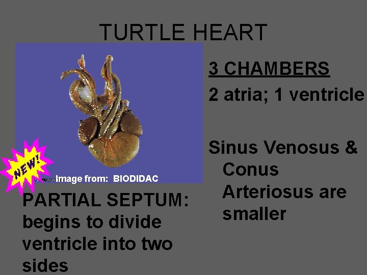TURTLE HEART 3 CHAMBERS 2 atria; 1 ventricle Image from: BIODIDAC PARTIAL SEPTUM: begins