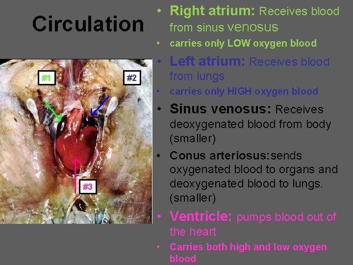 Circulation • Right atrium: Receives blood from sinus venosus • carries only LOW oxygen