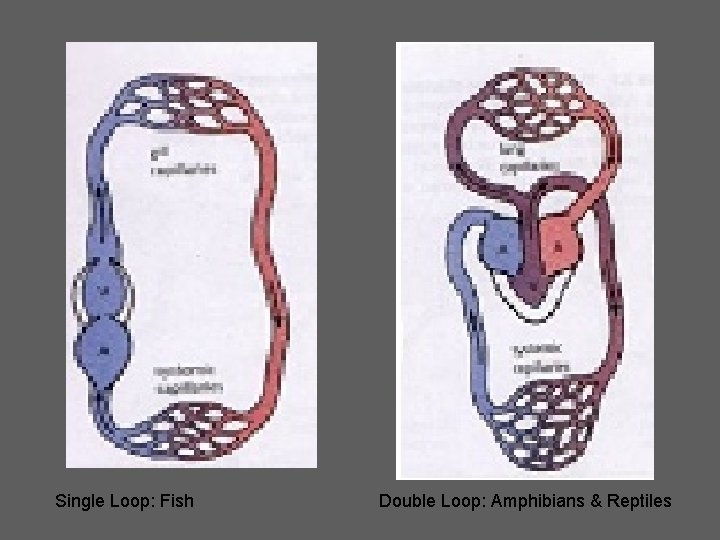 Single Loop: Fish Double Loop: Amphibians & Reptiles 