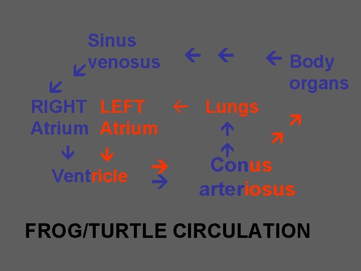 Sinus venosus Lungs RIGHT LEFT Atrium Ventricle Body organs Conus arteriosus FROG/TURTLE CIRCULATION 