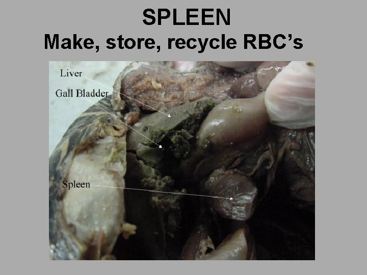 SPLEEN Make, store, recycle RBC’s 