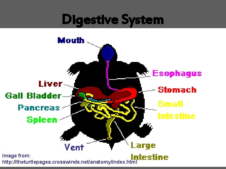 Digestive System Vent Image from: http: //theturtlepages. crosswinds. net/anatomy/index. html 
