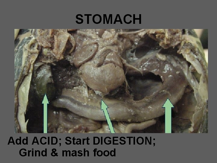 STOMACH Add ACID; Start DIGESTION; Grind & mash food 