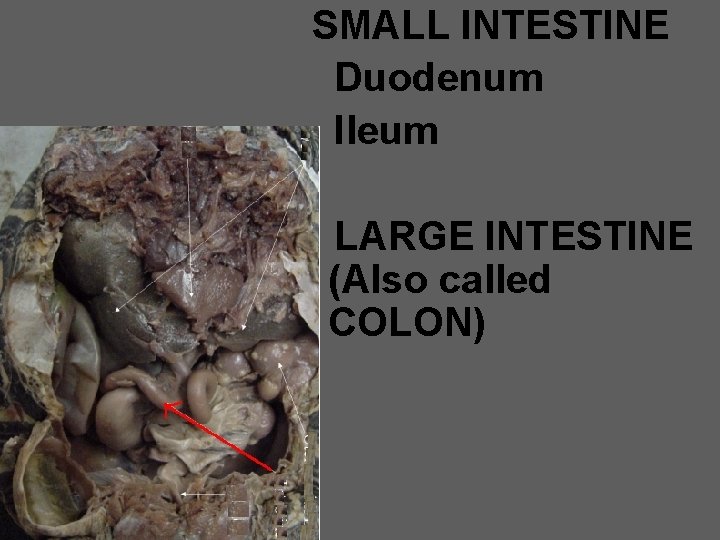 SMALL INTESTINE Duodenum Ileum LARGE INTESTINE (Also called COLON) 