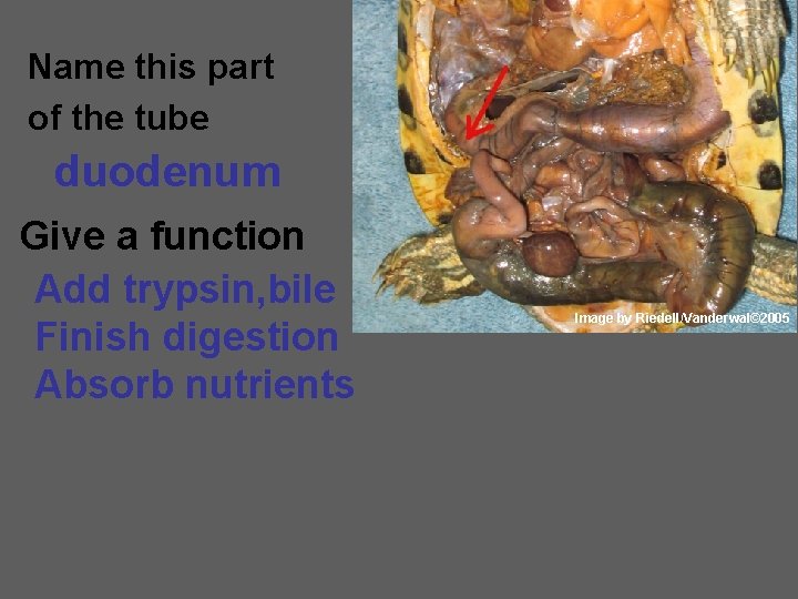 Name this part of the tube duodenum Give a function Add trypsin, bile Finish