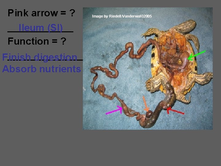 Pink arrow = ? ______ Ileum (SI) Function = ? _______ Finish digestion Absorb