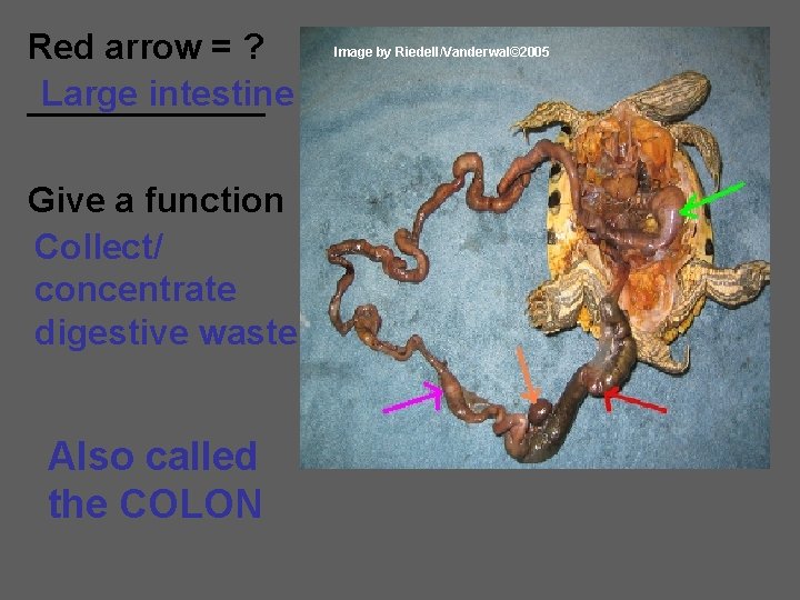 Red arrow = ? Large intestine ______ Give a function Collect/ concentrate digestive waste