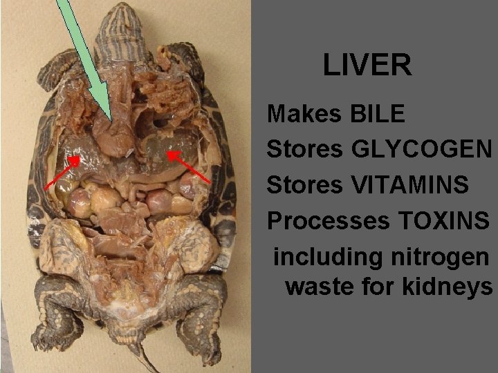 LIVER Makes BILE Stores GLYCOGEN Stores VITAMINS Processes TOXINS including nitrogen waste for kidneys