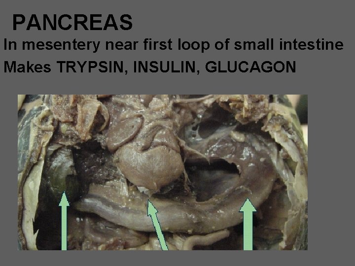 PANCREAS In mesentery near first loop of small intestine Makes TRYPSIN, INSULIN, GLUCAGON 