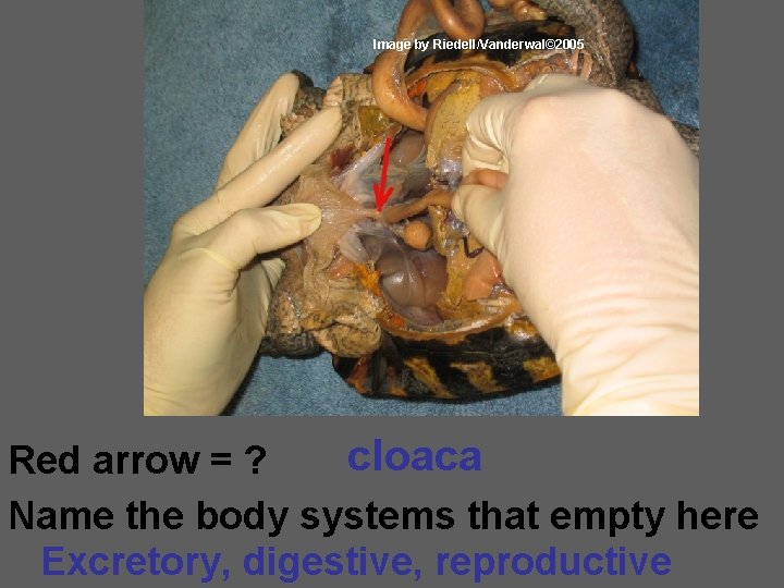 Image by Riedell/Vanderwal© 2005 cloaca Red arrow = ? Name the body systems that