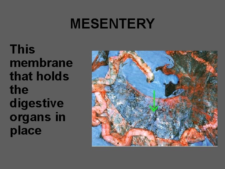 MESENTERY This membrane that holds the digestive organs in place 