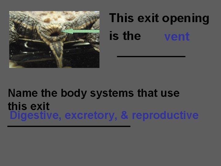This exit opening is the vent _____ Name the body systems that use this