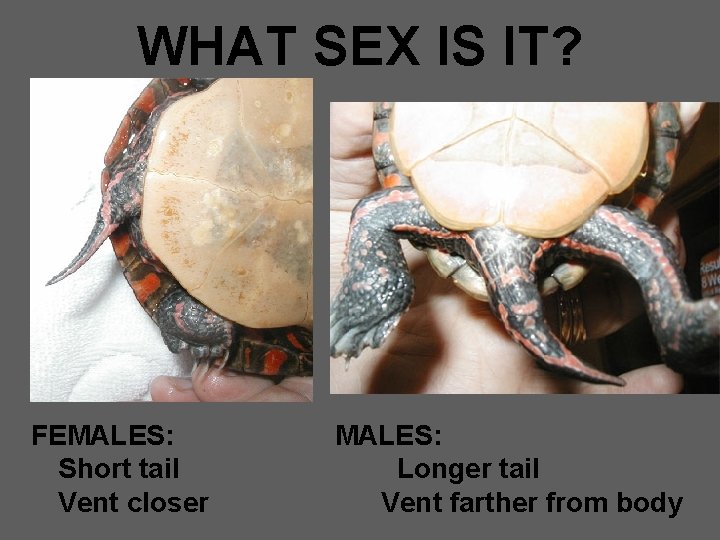 WHAT SEX IS IT? FEMALES: Short tail Vent closer MALES: Longer tail Vent farther