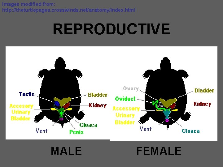 Images modified from: http: //theturtlepages. crosswinds. net/anatomy/index. html REPRODUCTIVE Vent MALE FEMALE 