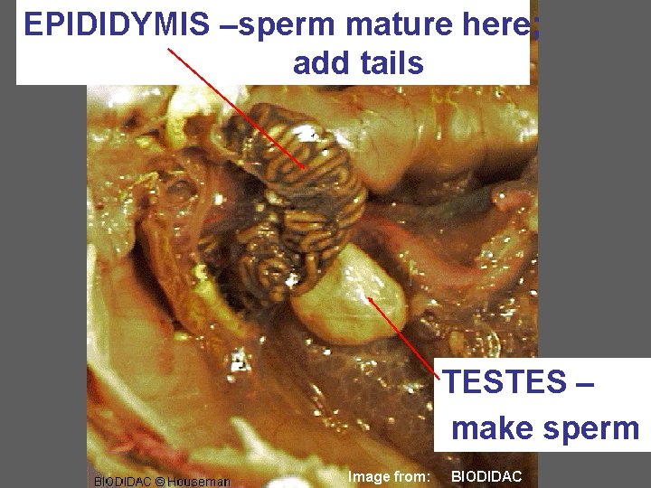EPIDIDYMIS –sperm mature here; add tails TESTES – make sperm Image from: BIODIDAC 