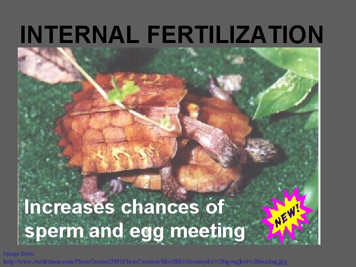 INTERNAL FERTILIZATION Increases chances of sperm and egg meeting Image from: http: //www. turtletimes.