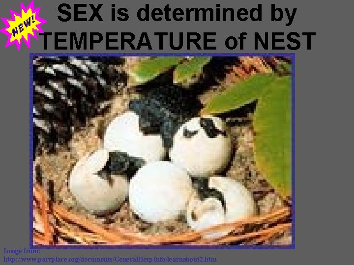 SEX is determined by TEMPERATURE of NEST Image from: http: //www. parcplace. org/documents/General. Herp.