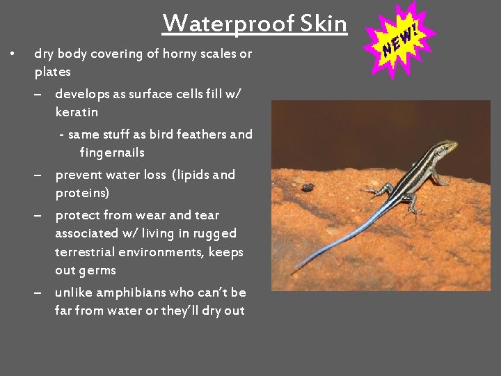 Waterproof Skin • dry body covering of horny scales or plates – develops as