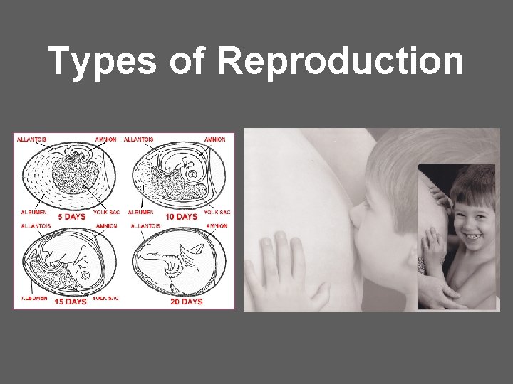 Types of Reproduction 