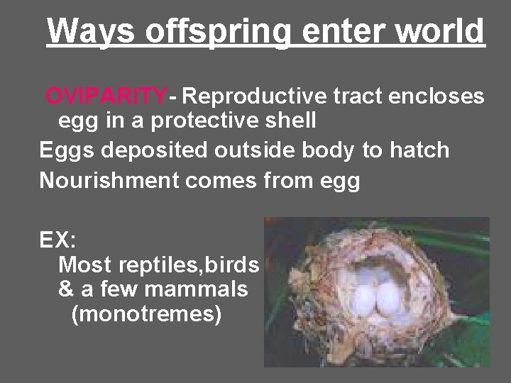 Ways offspring enter world OVIPARITY- Reproductive tract encloses egg in a protective shell Eggs