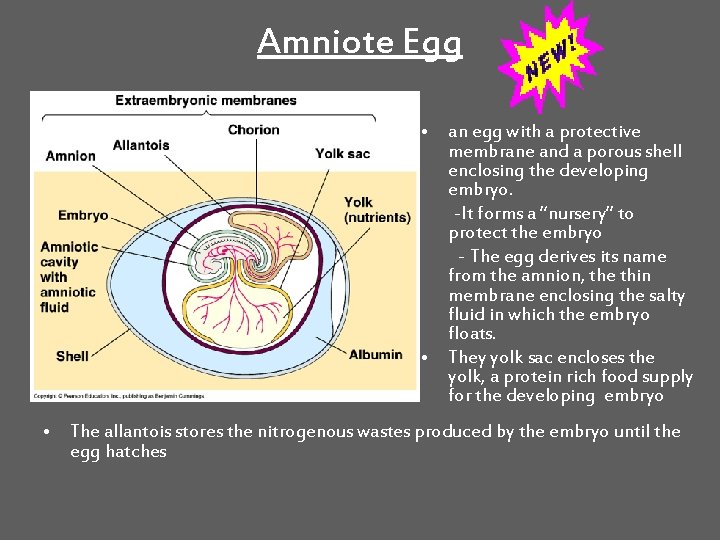 Amniote Egg • an egg with a protective membrane and a porous shell enclosing