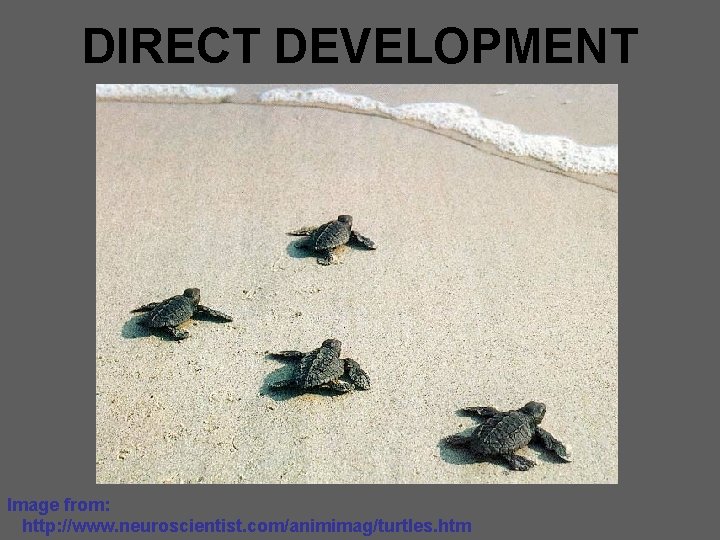 DIRECT DEVELOPMENT Image from: http: //www. neuroscientist. com/animimag/turtles. htm 