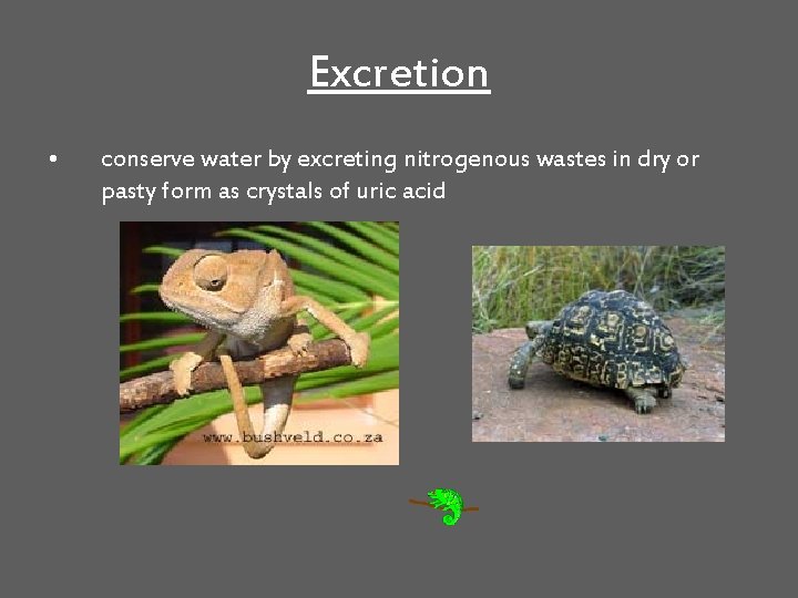 Excretion • conserve water by excreting nitrogenous wastes in dry or pasty form as