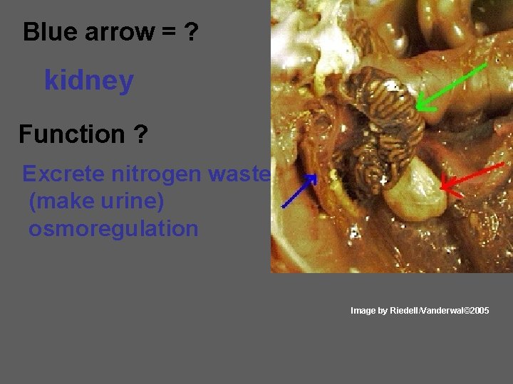 Blue arrow = ? kidney Function ? Excrete nitrogen waste (make urine) osmoregulation Image