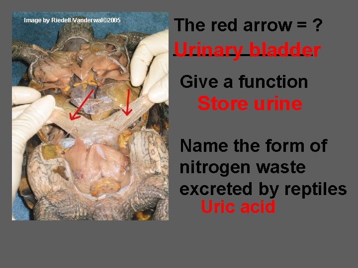 Image by Riedell/Vanderwal© 2005 The red arrow = ? _______ Urinary bladder Give a