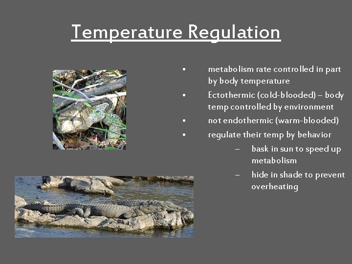 Temperature Regulation • • metabolism rate controlled in part by body temperature Ectothermic (cold-blooded)