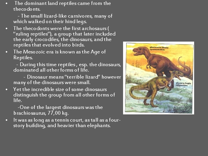  • • • The dominant land reptiles came from thecodonts. - The small