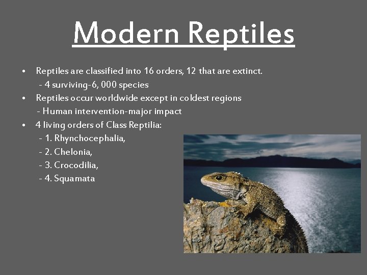 Modern Reptiles • Reptiles are classified into 16 orders, 12 that are extinct. -