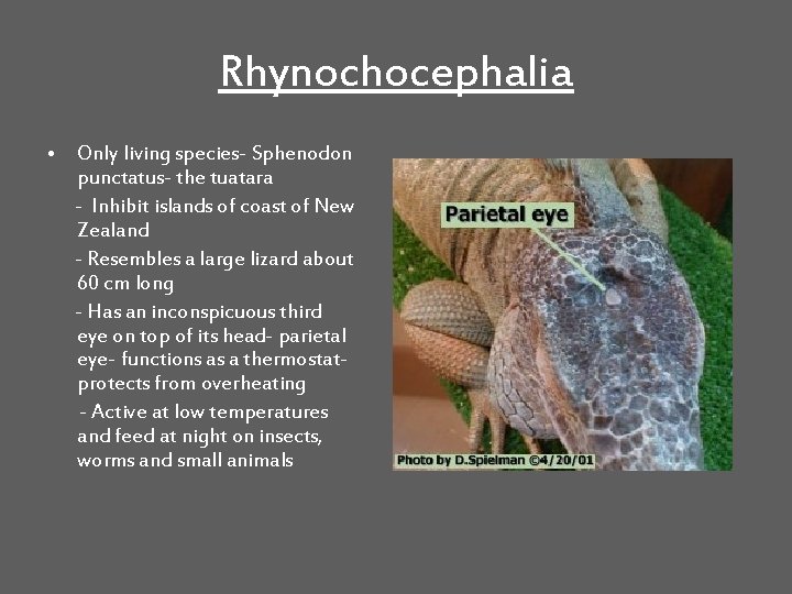 Rhynochocephalia • Only living species- Sphenodon punctatus- the tuatara - Inhibit islands of coast