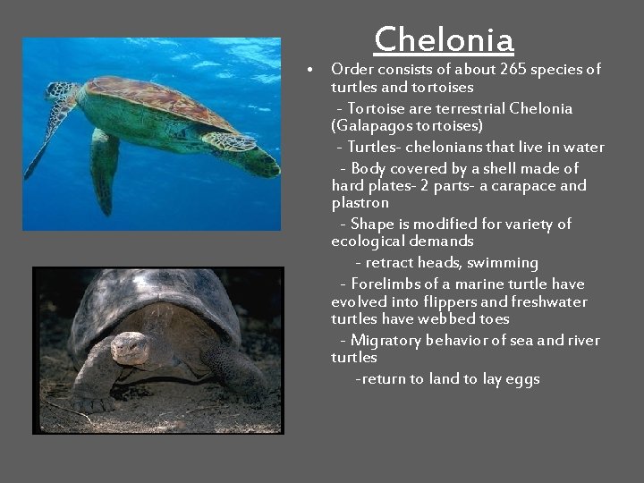 Chelonia • Order consists of about 265 species of turtles and tortoises - Tortoise