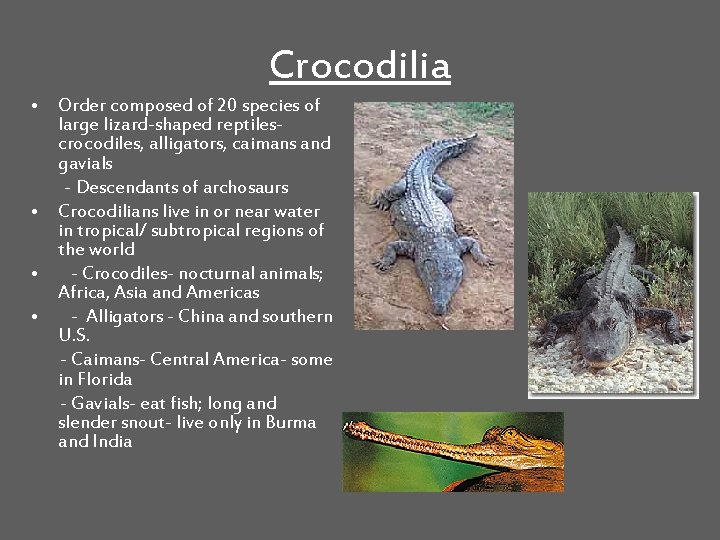 Crocodilia • Order composed of 20 species of large lizard-shaped reptilescrocodiles, alligators, caimans and