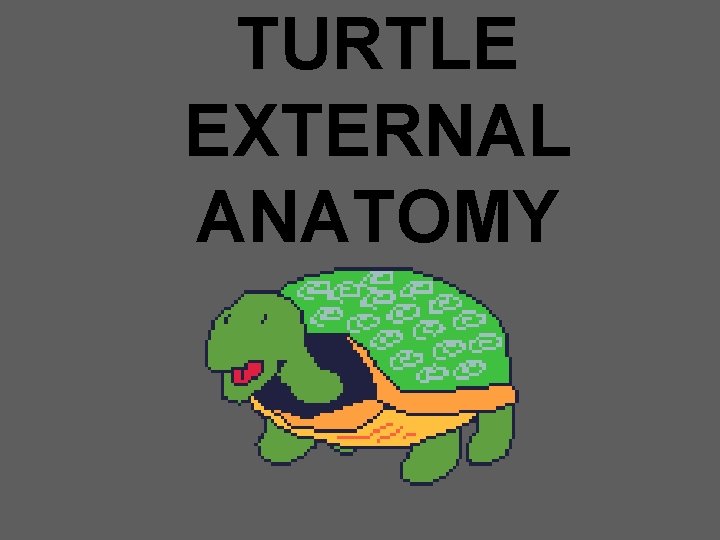 TURTLE EXTERNAL ANATOMY 