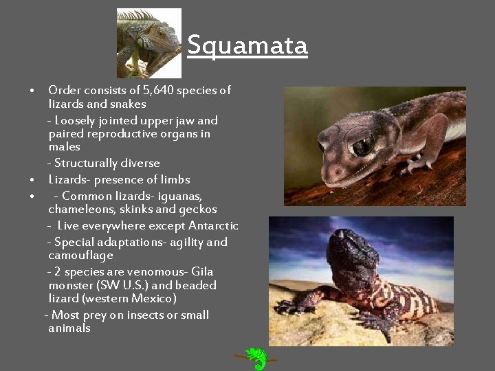 Squamata • Order consists of 5, 640 species of lizards and snakes - Loosely