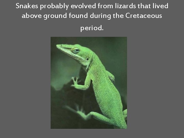 Snakes probably evolved from lizards that lived above ground found during the Cretaceous period.