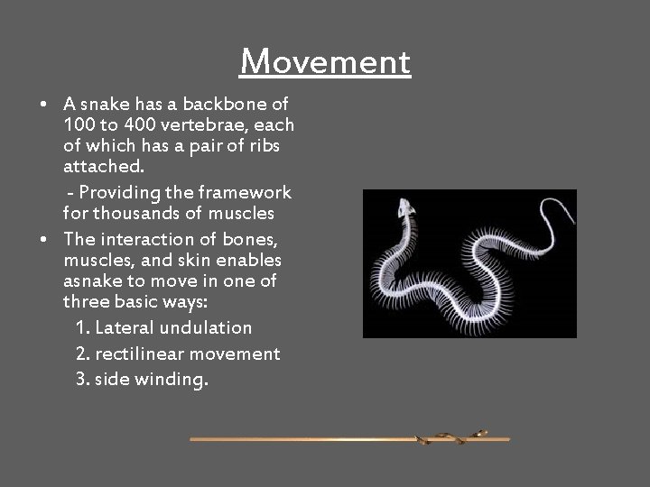 Movement • A snake has a backbone of 100 to 400 vertebrae, each of