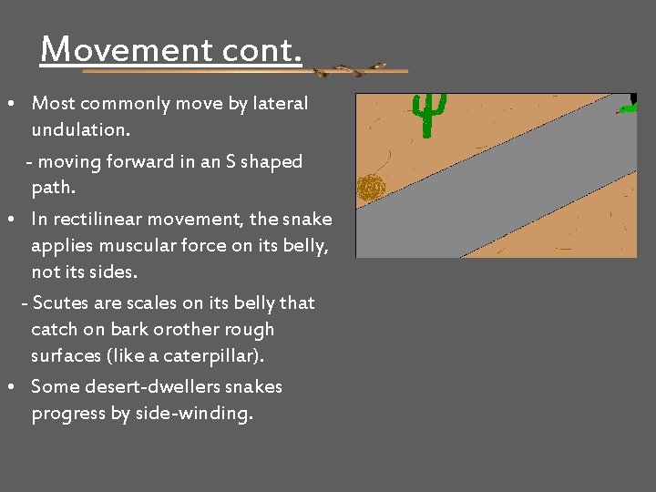 Movement cont. • Most commonly move by lateral undulation. - moving forward in an