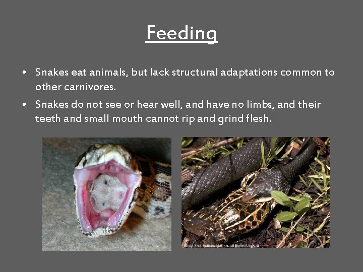 Feeding • Snakes eat animals, but lack structural adaptations common to other carnivores. •