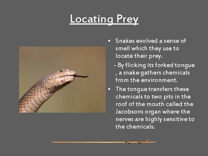 Locating Prey • Snakes evolved a sense of smell which they use to locate