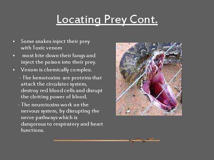 Locating Prey Cont. • Some snakes inject their prey with Toxic venom • most