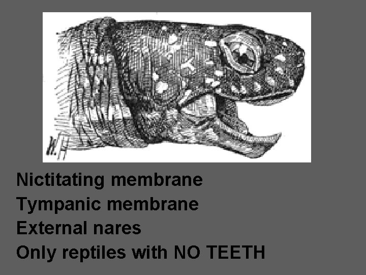 Nictitating membrane Tympanic membrane External nares Only reptiles with NO TEETH 